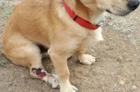 Собака найдена в Краснокаменске, Забайкальский край