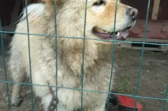 Найдена собака в Павловске, п Пязелево, ул.Матросова