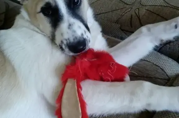 Собаки потеряшки, Москва, фото: Потеряшка собака Венди в Лобне