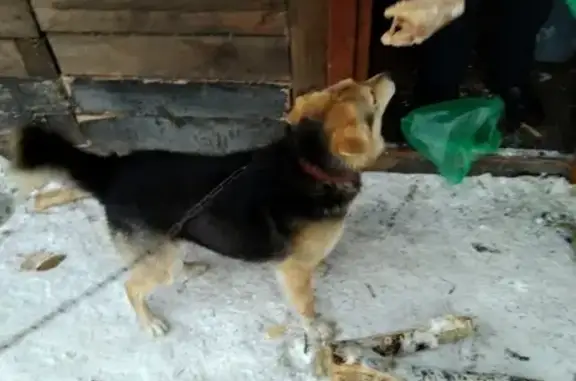 Пропала собака в Кемерово [id261495203]