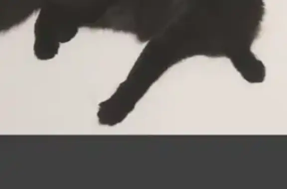 Кошки потеряшки, Москва, фото: Потеряшка кошка у дома 21к9, откликается на Китти.