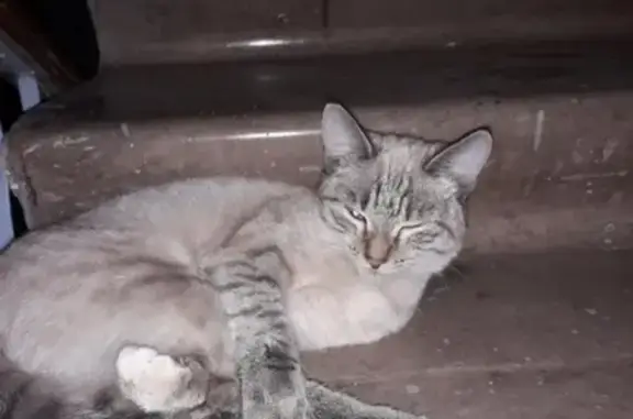 Найдена кошка Катерина в Свердловском районе