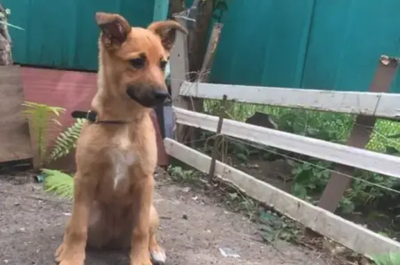 Найден пёс в Краснодаре, ЧМР