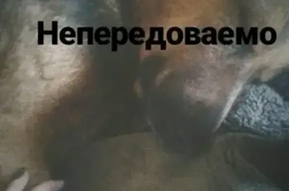 Пропала собака Спартак в Вольске, помогите найти!