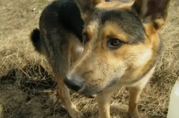 Пропала собака Полкан в Правобережном, Краснодарский край