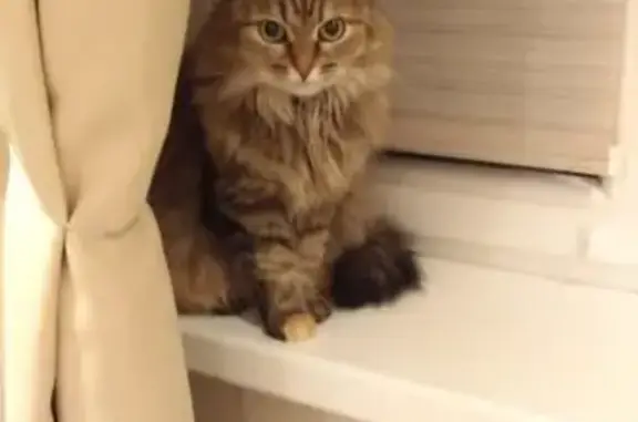 Кошки потеряшки, Ярославль, фото: Потеряшка кошка Фрося на ул. Некрасова, д.53 (Ярославль)