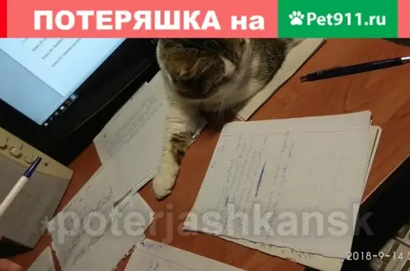 Потерянные животные Новосибирск, фото: Пропала кошка в Новосибирске, ул. Учительская.