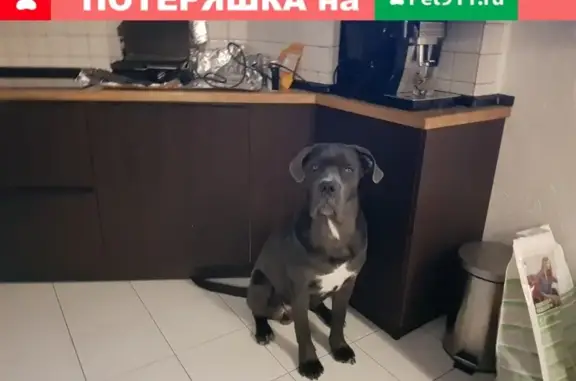 Пропала собака Джон, деревня Шилово, Пермский край