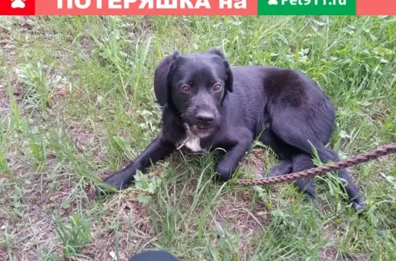 Найдена собака в Киреевском районе, Тульская область