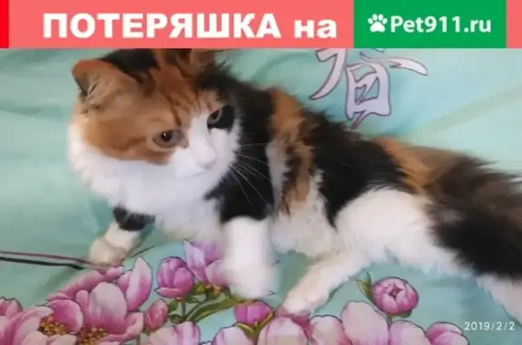 Пропала кошка в районе СОНТ Крылья Сургута