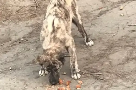 Собака найдена возле Леруа в Барнауле