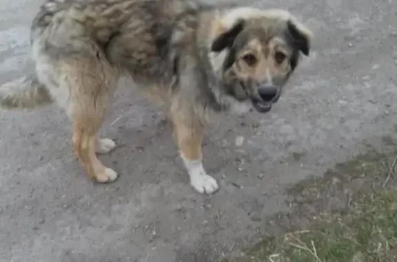 Найдена собака в Архиреевке, Иркутская обл.
