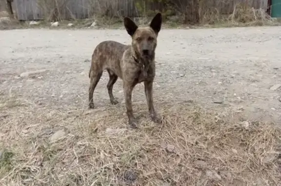 Найдена собака в Майзасе возле остановки