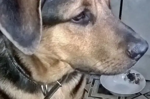 Пропала собака в Барабинске, ошейник, размер овчарки.
