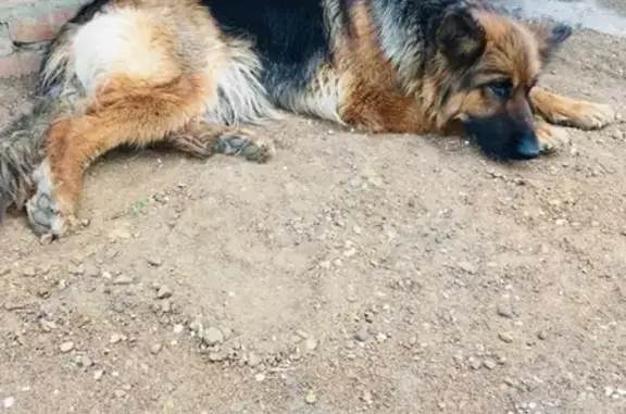 Найдена собака в Бузулуке, ищем хозяина!