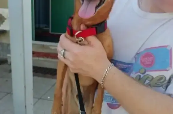Найден собакен на Матырском в Липецке