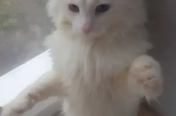 Пропала белая кошка в Репном, Воронежская обл. - зовут Барсик (Котик)