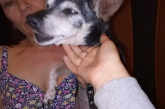 Найдена пожилая собака в Оренбурге, ищем хозяев