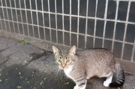 Найден котенок на улице Гришина, ищет новый дом