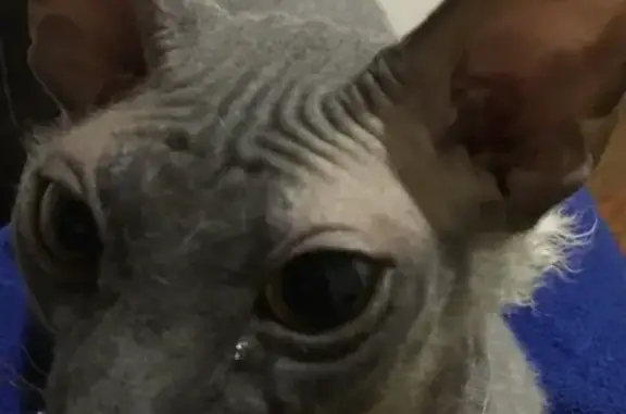 Кошки потеряшки, Москва, фото: Потеряшка кошка Ева в Троицке, Москва