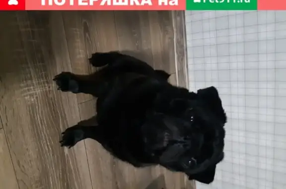 Пропала собака Мопс на ул. Горького, Калининград