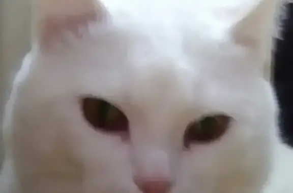 Кошки потеряшки, Тамбов, фото: Потеряшка кот в Тамбове, помогите найти!