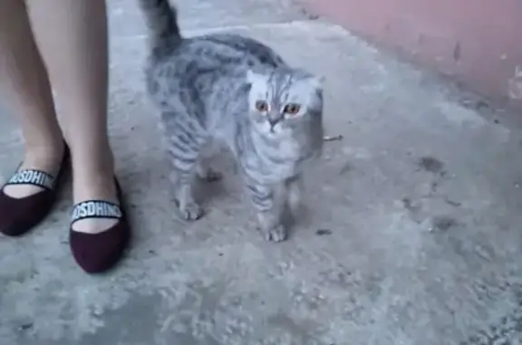 Найдена кошка на ул. Безыменского, 2.