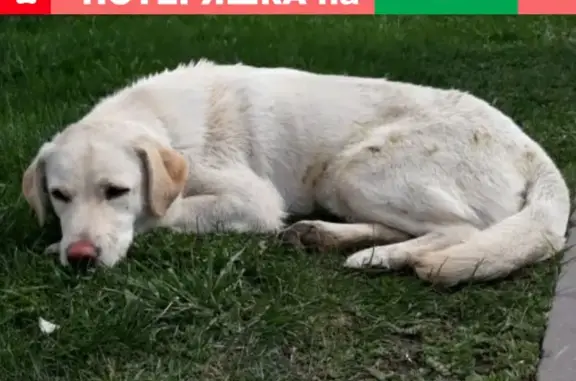 Найденные животные Москва, фото: Собака найдена возле OBI на Боровском шоссе