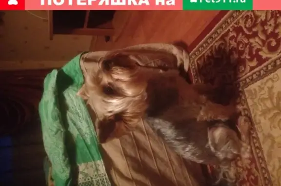 Найдена собака Ричард в Санкт-Петербурге