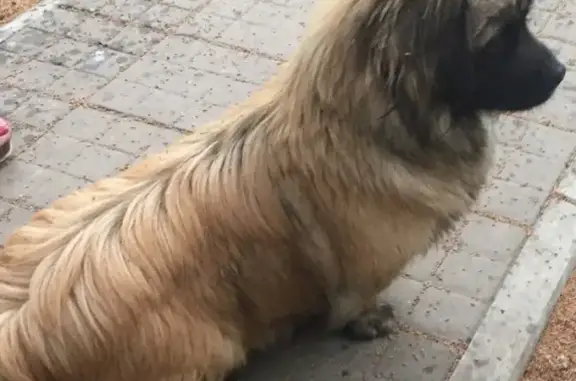 Найдена собака на ул. Некрасова, Прикубанский округ, 08.05.19