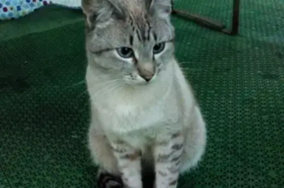 Найден молодой кот на ул. Гоголя в Боре