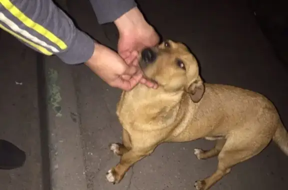 Найдена собака в Москве, ищут хозяина!