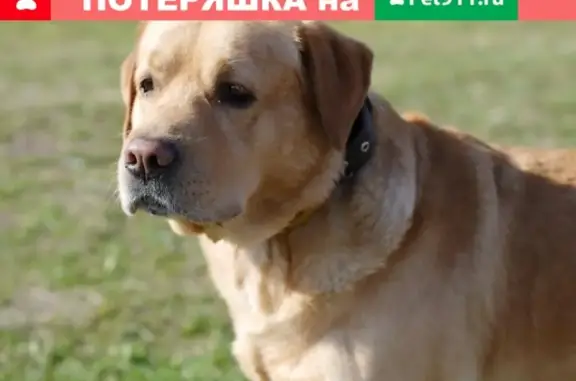Пропала собака Виля в Октябрьском районе, Новосибирск.