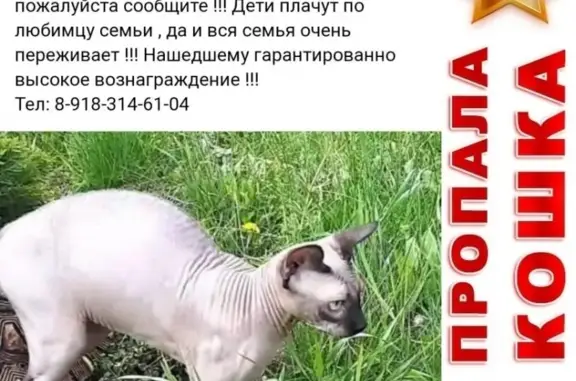 Пропал кот породы Сфинкс в пос. Новознаменском, Краснодар. Вознаграждение!