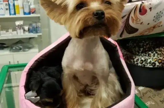 Собаки потеряшки, Пенза, фото: Потеряшка собака в Пензе на улице Терновского