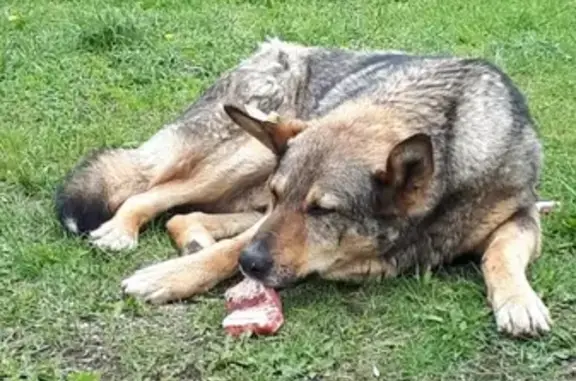 Найденные животные Москва, фото: Найдена собака на Берингов проезде, Свиблово.