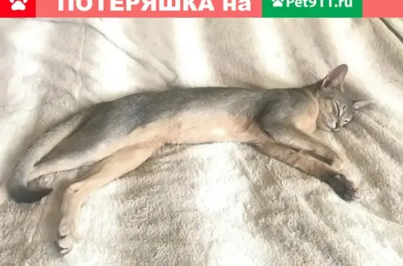 Пропала Абиссинская кошка с красным ошейником в СНТ Черкизово, станция Иванцево