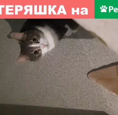 Пропал кот Тишка в Белорецке, ул. Ф. Алексеева, 27