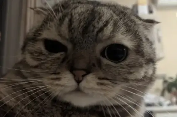 Кошки потеряшки, Москва, фото: Потеряшка кошка на улице Дмитриевского, Москва, возраст 3 года.