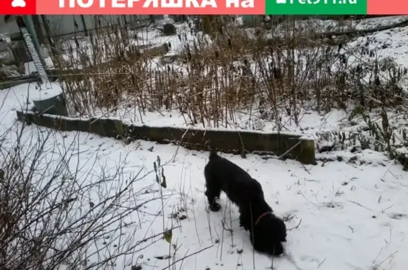 Собаки потеряшки, Москва, фото: Потеряшка американский кокер-спаниель Кай в Пушкино, Заветы Ильича, ул. Дзержинского, д. 4/18