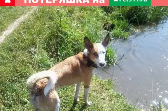 Пропала собака в Заветах Ильича, Пушкино