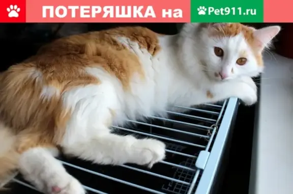 Пропала кошка Митя в деревне Тишнево, Калужская область