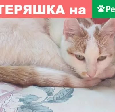 Найдена кошка Жевочка на Ульяны Громовой, 88
