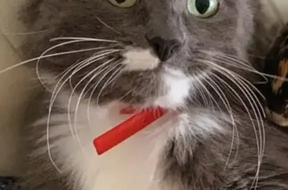 Кошки потеряшки, Москва, фото: Потеряшка кошка Тима в деревне Аристово, Московская область