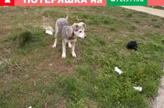 Собаки потеряшки, Васюринская, фото: Потеряшка собака Лайма на штрафстоянке.