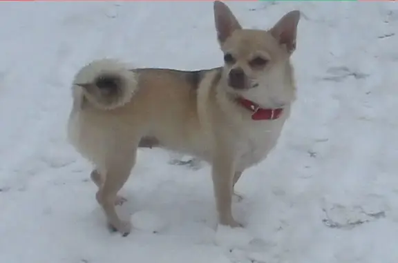 Пропала собака Чихуахуа на ул. Северный Венец, 57 школа, Ульяновск