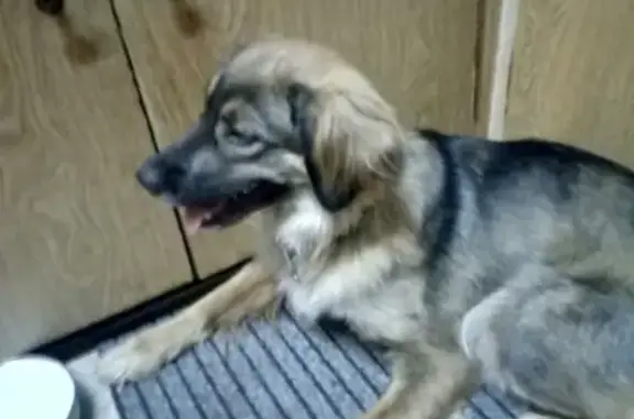 Найдена собака в районе автовокзала, Омск