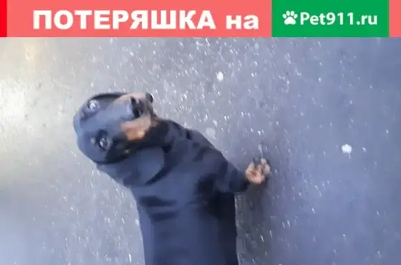 Собака Такс найдена на проезде Дежнёва, Москва