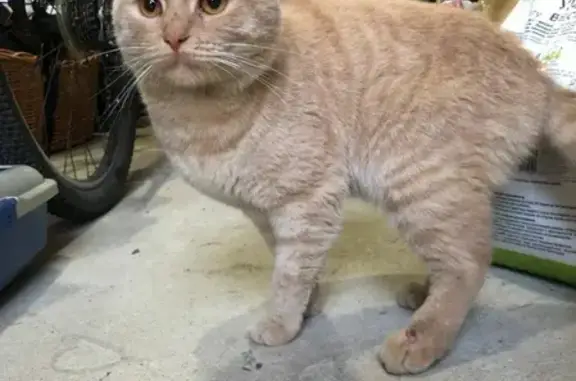 Найден домашний кот у детской площадки на Нагатинской набережной