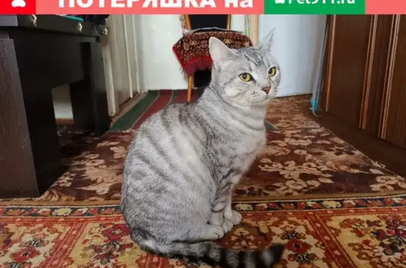 Пропала кошка Тиша в Горшково, Московская область (8)